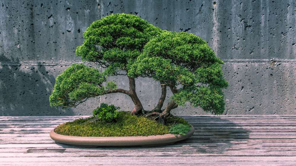 The Zen of Bonsai: Cultivating Tranquility in Miniature Landscapes - Green  Goddess