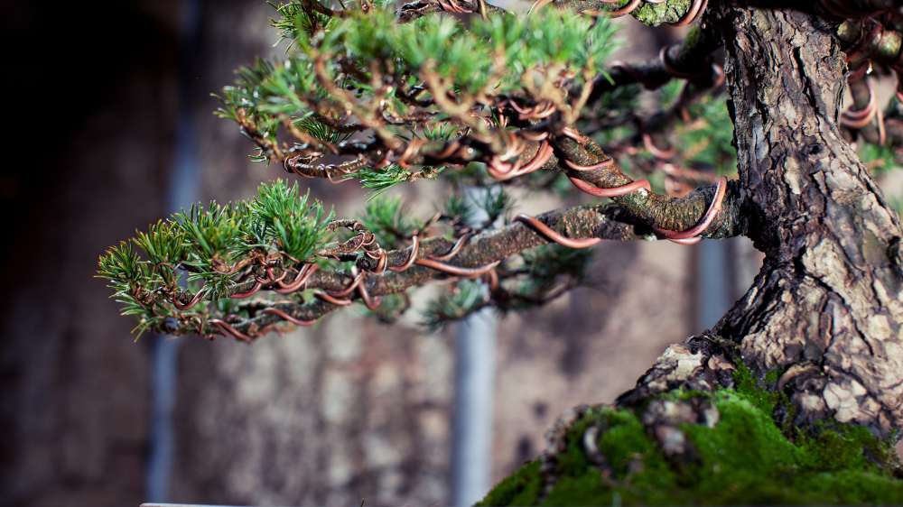 Growing on You: The blog about Bonsai, Gardens, Birds and Nature – Tagged  bonsai care – Zen Garden and Bonsai